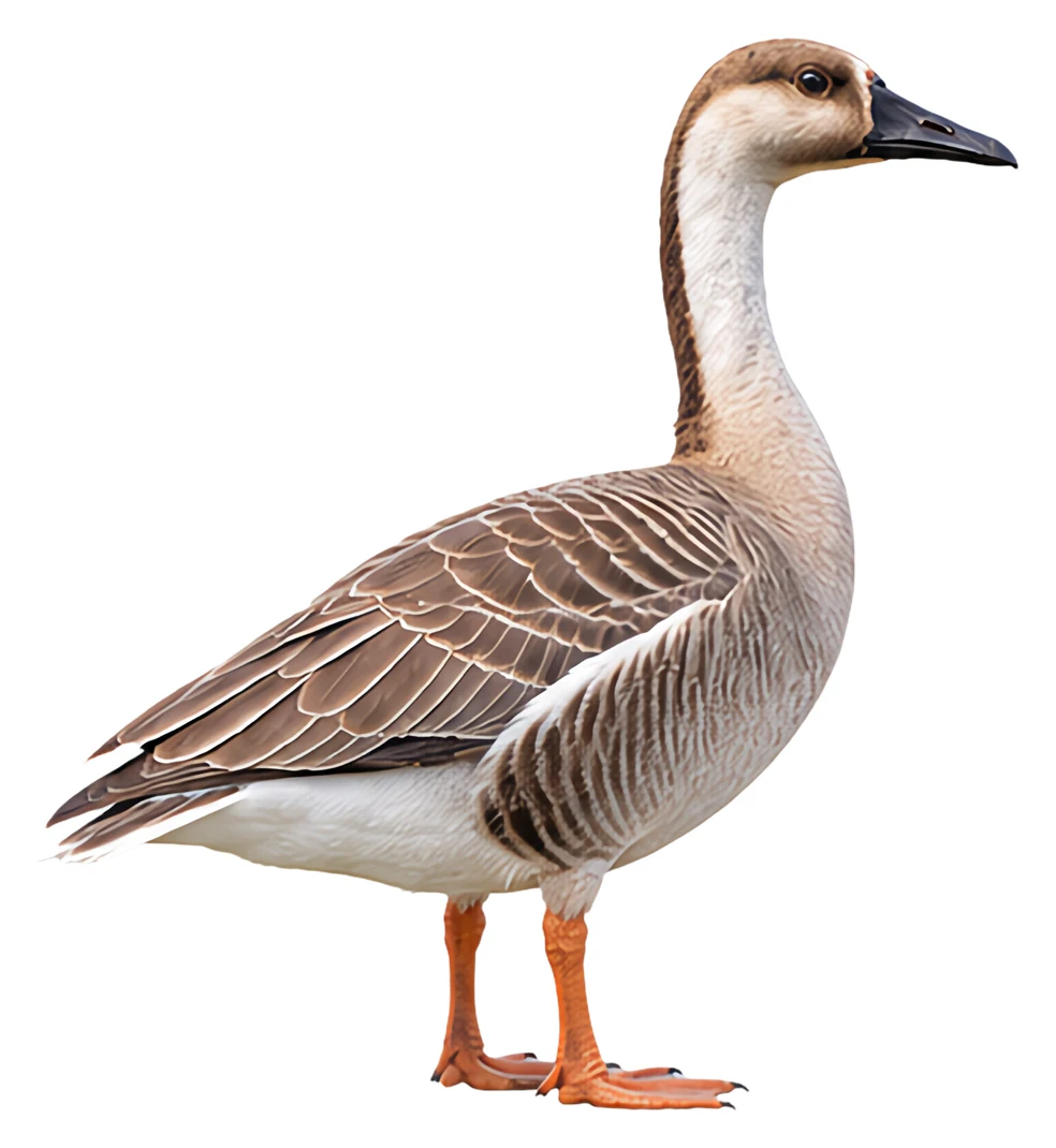 Swan Goose · Original color inspiration