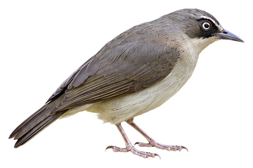 Thick-billed Heleia · Original color inspiration