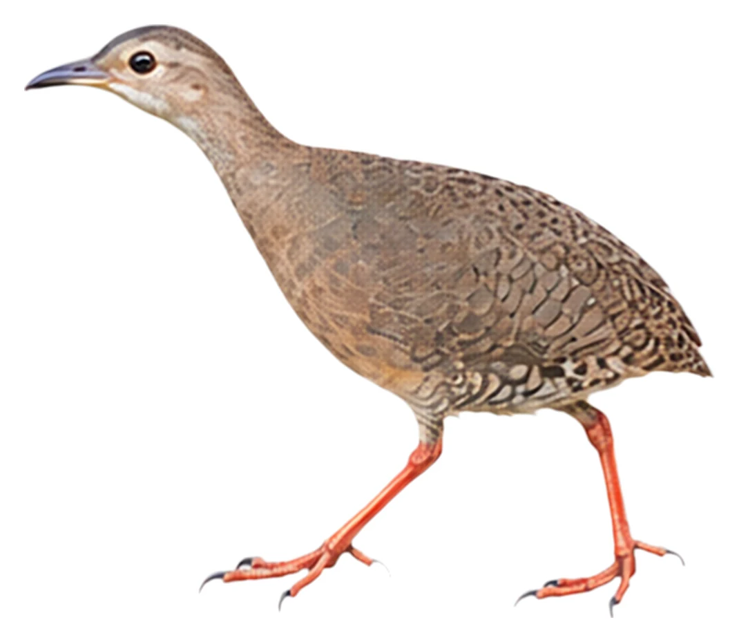 Thicket Tinamou · Original color inspiration
