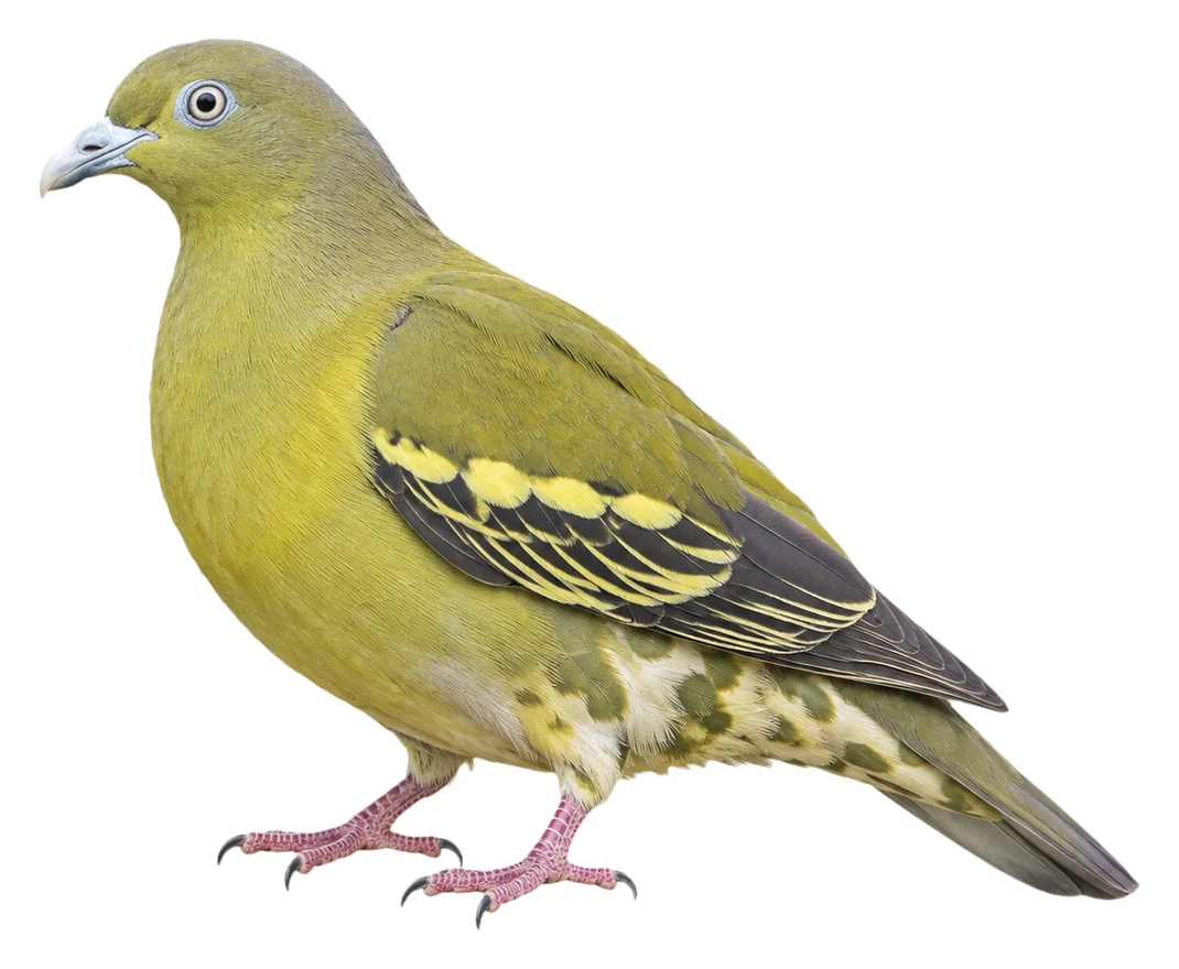 Timor Green Pigeon · Original color inspiration