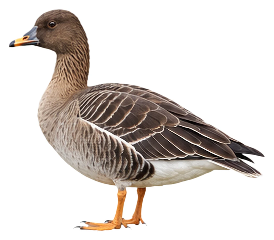 Tundra Bean Goose · Original color inspiration