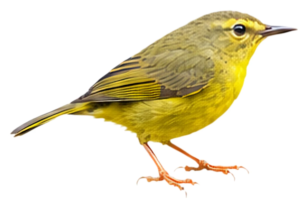 Two-banded Warbler · Original color inspiration