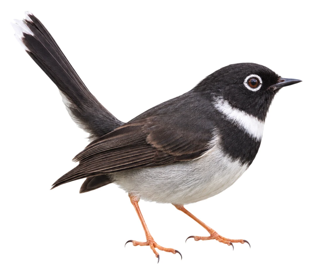 Whistling Warbler · Original color inspiration