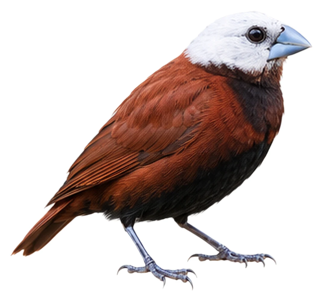 White-capped Munia · Original color inspiration