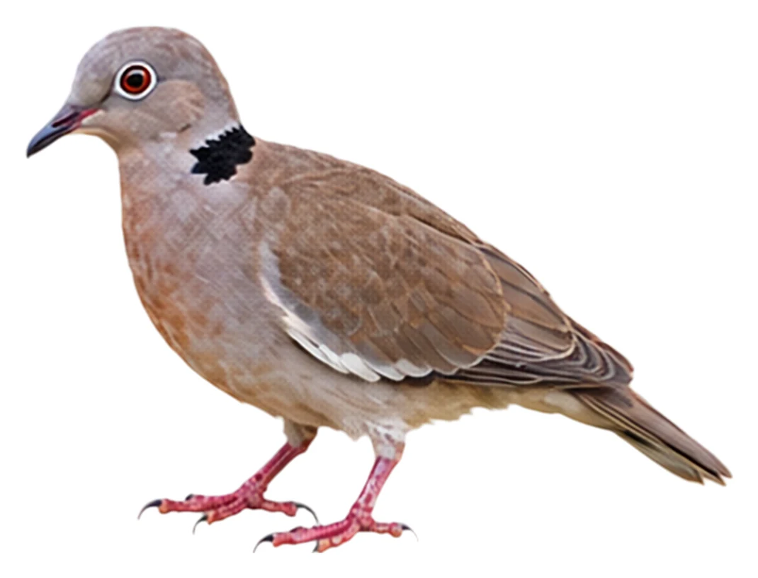 White-winged Collared Dove · Original color inspiration