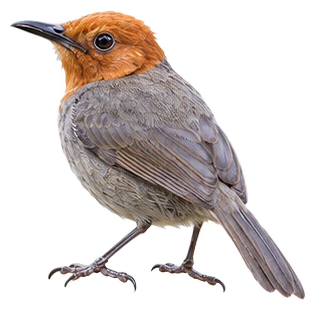 Winifred's Warbler · Original color inspiration
