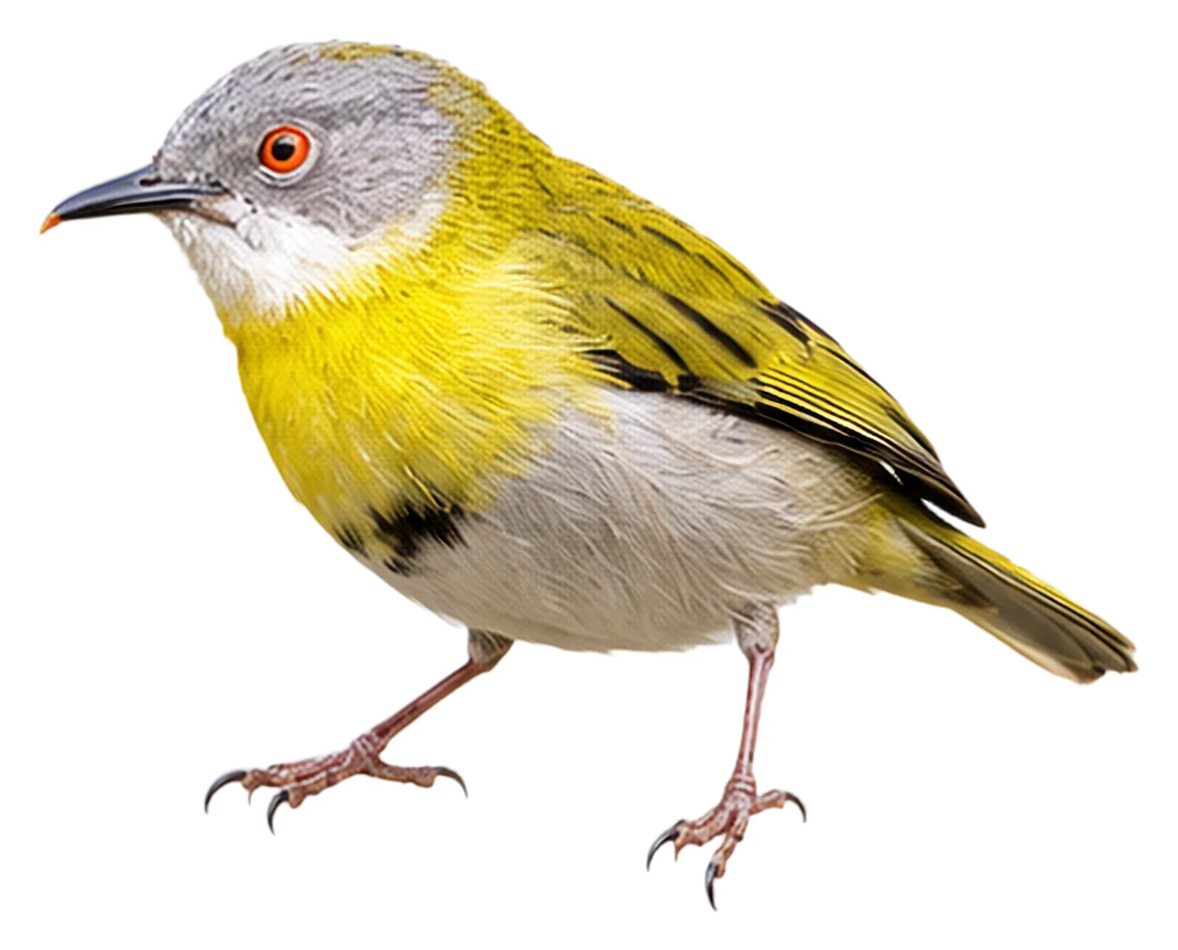 Yellow-breasted Apalis · Original color inspiration