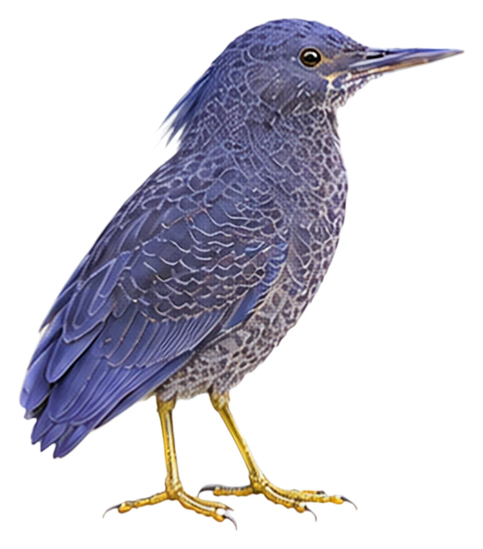 Zigzag Heron · Original color inspiration